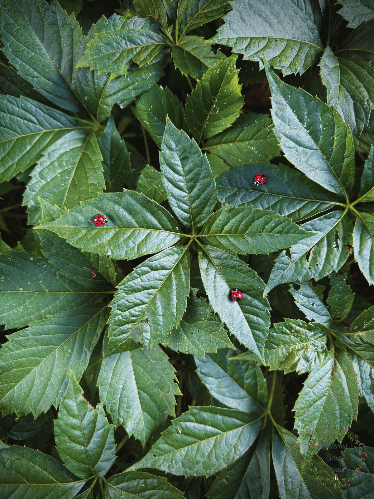 Close-up of green leaves with small red ladybug  pins  resting on several leaves. 