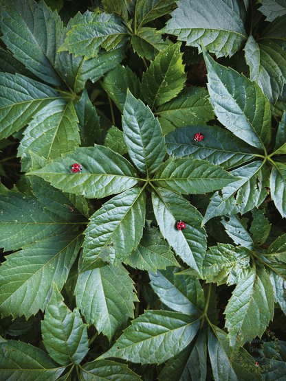 Close-up of green leaves with small red ladybug  pins  resting on several leaves. 
