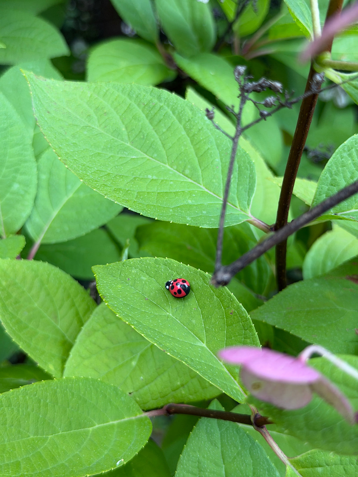 A small red and black ladybug rests on a bright green leaf among lush green foliage and a soft pink flower in the foreground.